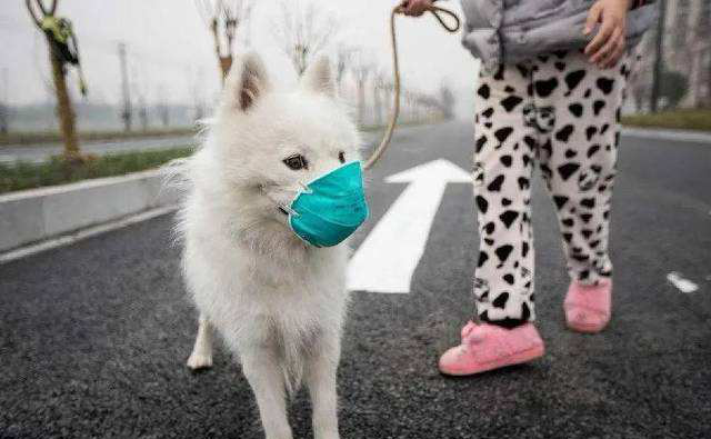 کیا SASR-Cov-2 پالتو جانوروں میں پھیلتا ہے؟